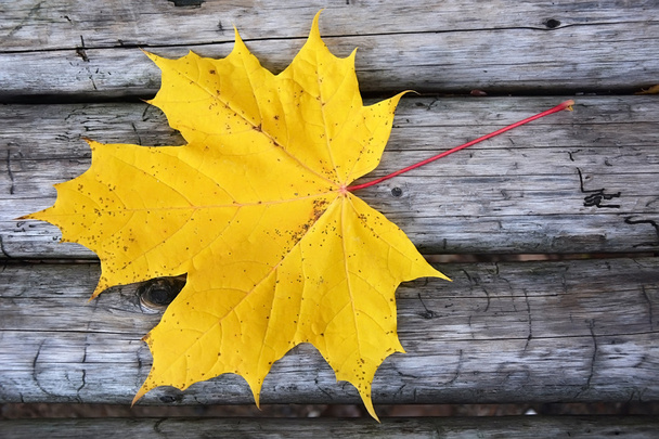 Őszi táj-arany maple leaf - Fotó, kép