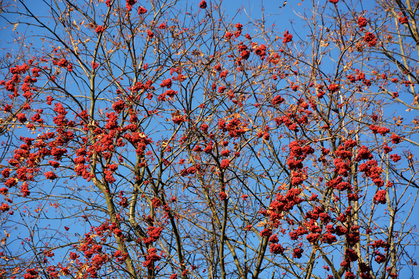 Rowan ağacı berry mavi gökyüzü karşı - Fotoğraf, Görsel