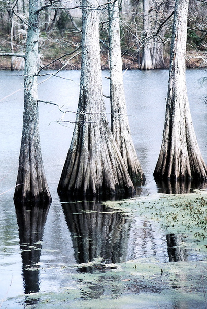 Mississippi Black Bayou 2002 - Foto, afbeelding