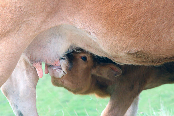 ternero joven chupando leche de las ubres de la madre vaca que lo amamanta - Foto, Imagen