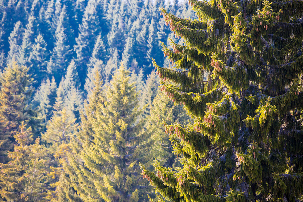 Пихтовые леса в горах - Фото, изображение