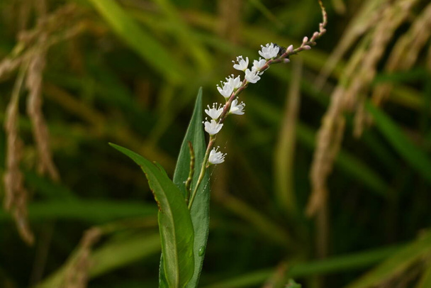 Persicaria japonica flowers. Polygonaceae perennial plants. It grows in wetlands and produces small white flowers in the inflorescence from August to November. - Photo, Image
