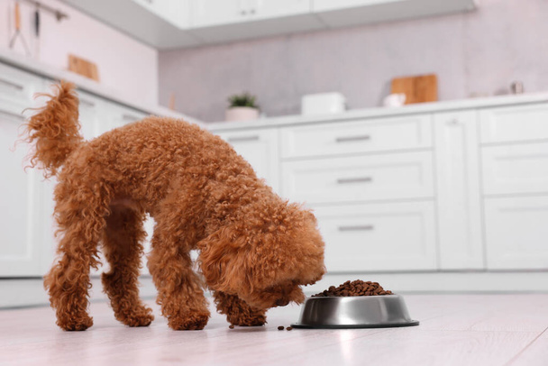 Cute Maltipoo dog feeding from metal bowl on floor in kitchen. Lovely pet - Valokuva, kuva