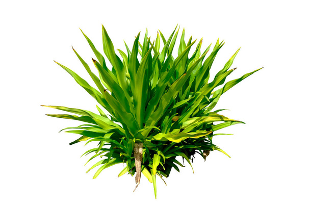 Crinum asiaticum kasvi, eristetty valkoisella pohjalla, leikkausreitillä, Trooppinen vihreä kasvi - Valokuva, kuva