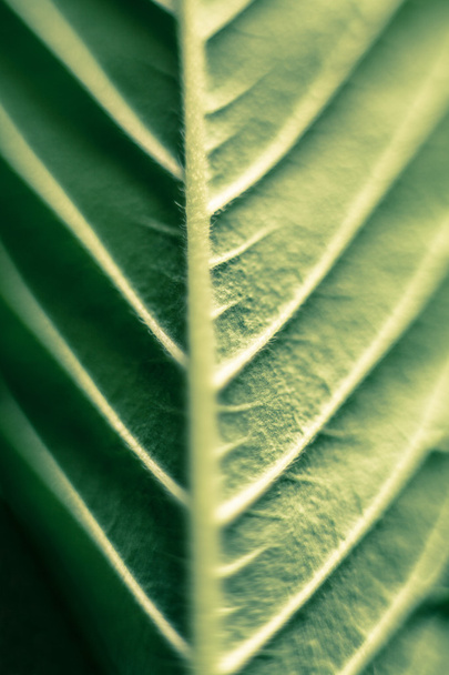 Kenevir yaprağı - Fotoğraf, Görsel