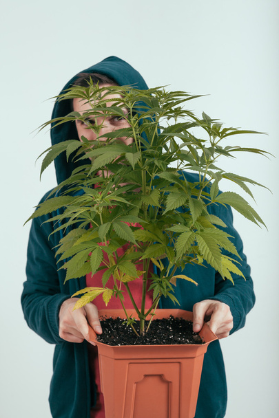 Ember tartja a cannabis növény - Fotó, kép