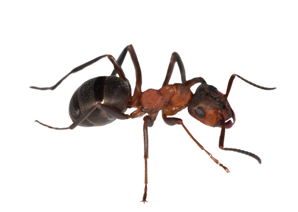Лесной муравей
 - Фото, изображение