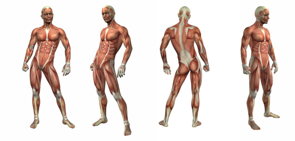 3d render illustration of the muscular system  - Photo, Image
