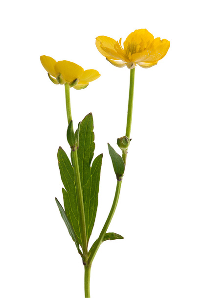 twee geïsoleerde buttercup bloemen - Foto, afbeelding
