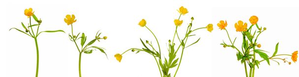 Set of buttercup flowers - Photo, Image