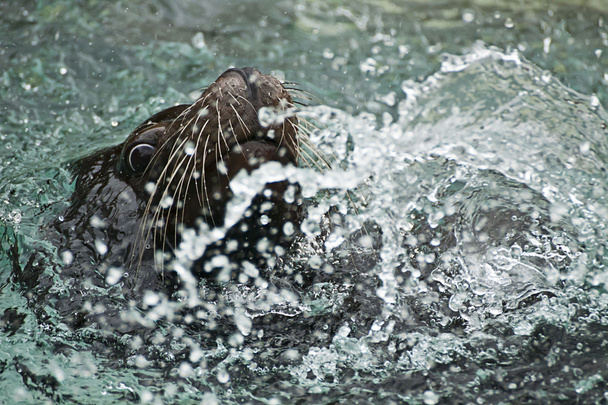  морской лев плавает и играет в воде
 - Фото, изображение