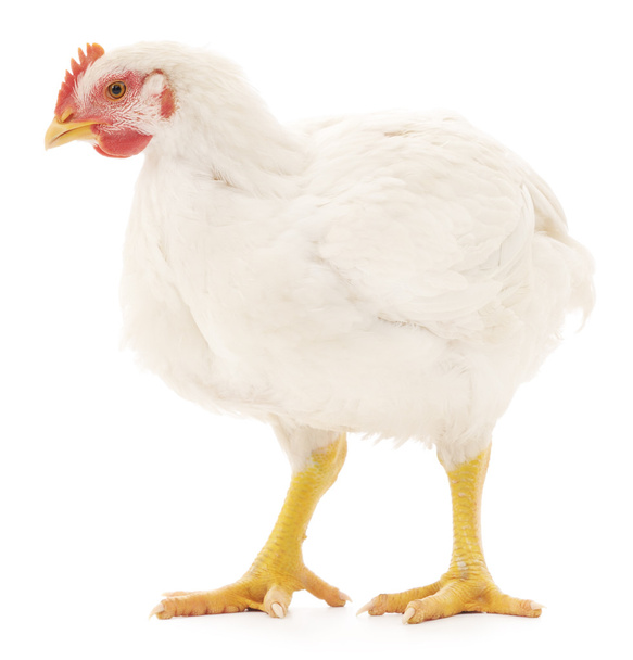 white hen - Фото, зображення