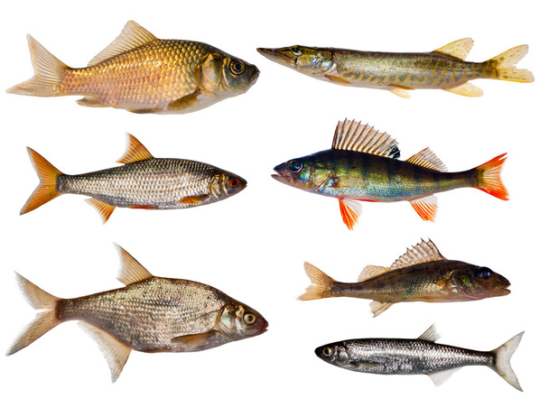 Seven freshwater fishes collection - Foto, afbeelding