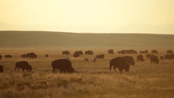 Troupeau de bisons américains se déplaçant le long de Colorado Prairie - Séquence, vidéo