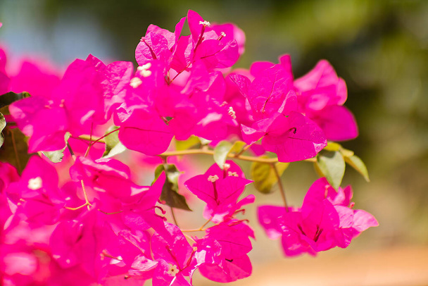 Fleur rose appelée Mandevilla, Dipladenia, Mandevilla brillant dans le jardin. Photo de haute qualité - Photo, image