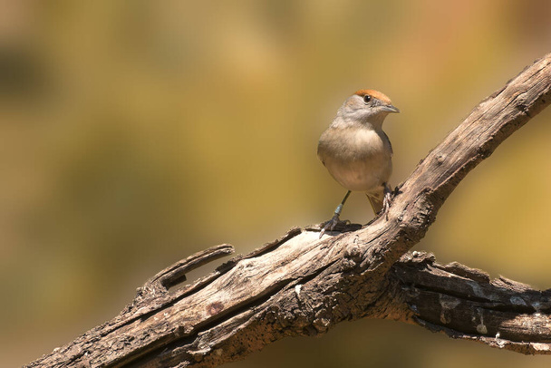 The Eurasian blackcap, usually known simply as the blackcap, is a common and widespread typical warbler. It has mainly olive-grey upperparts and pale grey underparts.High quality Photo.  - Photo, Image