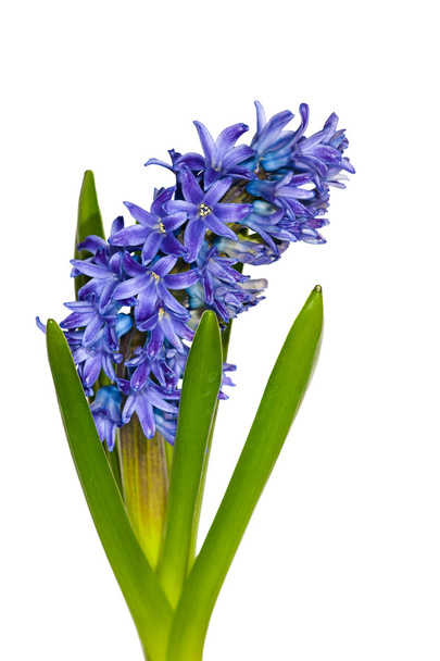 Blue hyacinth flowers on white - Photo, Image