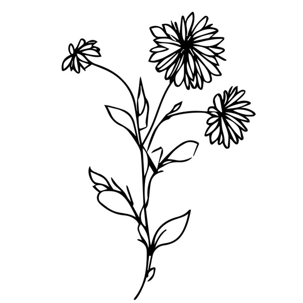odizolowane kwiaty i liście projekt, czarny aster tatuaż, mały czarny aster tatuaż, aster kwiat rysunek, aster kwiat rysunek tatuaż, rysunek aster wrzesień kwiat tatuaż, aster wrzesień narodziny kwiat tatuaż - Wektor, obraz