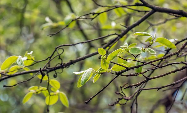Primer plano de los brotes, tallo y pequeñas hojas verdes jóvenes de sorbus latifolia. Soleado día de primavera . - Foto, Imagen
