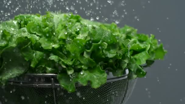 Washing lettuce in sieve - Footage, Video