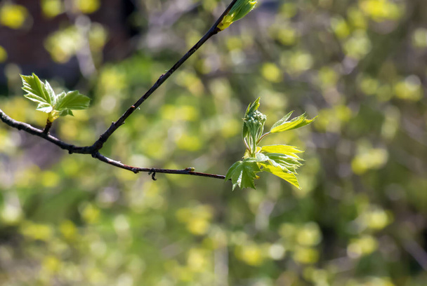 Nahaufnahme von Knospen, Stiel und kleinen jungen grünen Blättern von Sorbus torminalis L. Sonniger Frühlingstag . - Foto, Bild
