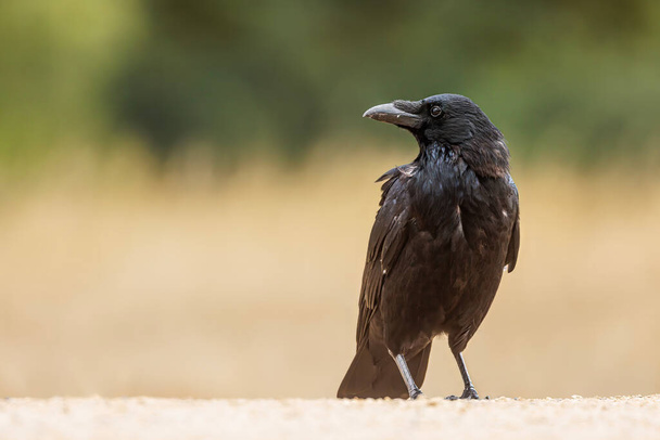 corvo comum masculino (Corvus corax) Retrato - Foto, Imagem