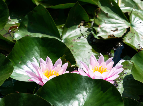 Лотос, розовая водяная лилия - Фото, изображение