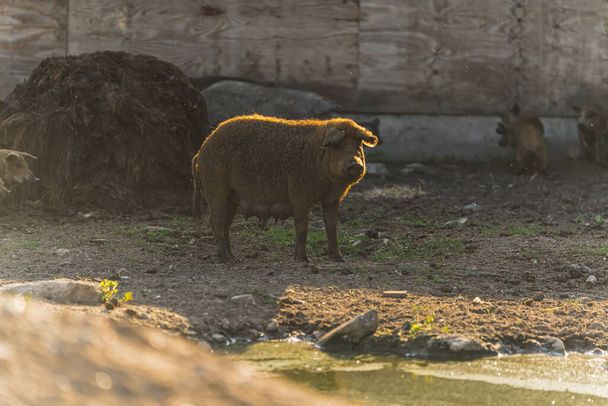 Hairy brown Mangalitsa pig outdoor on organic open farm. High quality photo - Photo, Image