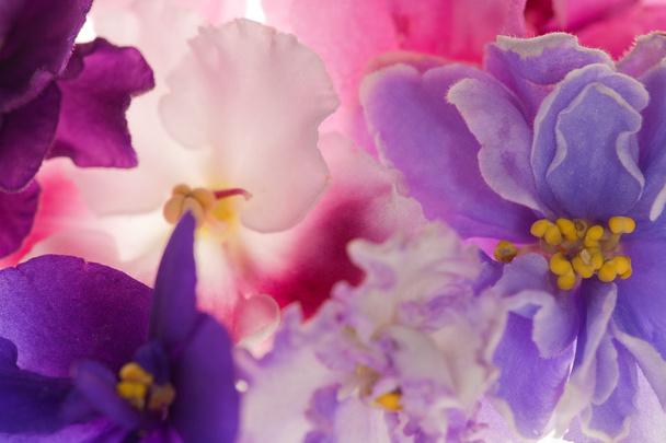 tausta violetti kukkia - Valokuva, kuva