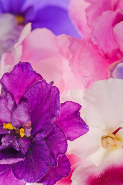Fundo com flores violeta rosa
 - Foto, Imagem