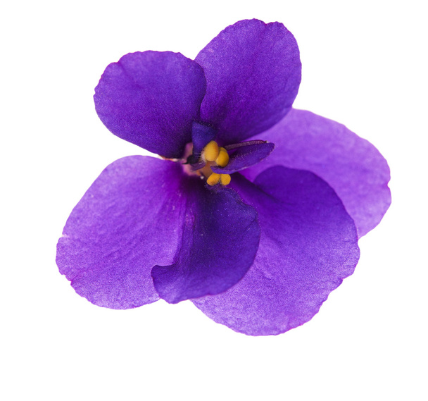 Single simple isolated violet - Photo, Image