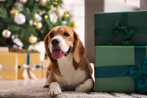 Niedlicher Beagle-Hund mit Weihnachtsgeschenken zu Hause - Foto, Bild