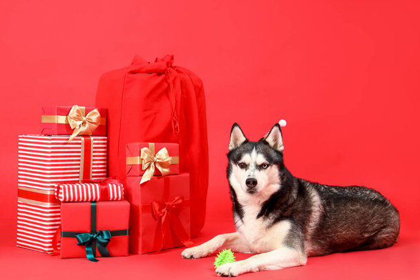 Leuke Husky hond met speelgoed en kerstcadeaus op rode achtergrond - Foto, afbeelding