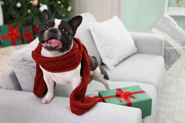 Cute buldog francuski z szalikiem i prezentem świątecznym na kanapie w domu - Zdjęcie, obraz