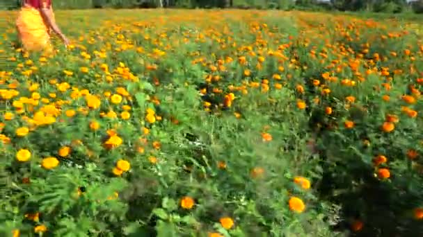 Happy Indian woman in marigold field. - Footage, Video