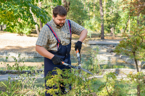 Άνδρας κηπουρός σε προστατευτικά γάντια με ψαλίδια κήπου, ψαλίδια ή κλαδευτήρια κοπή thuja ή αρκεύθου topholive φράχτη στο δημόσιο πάρκο. Τεμαχισμός του φρεατίου. - Φωτογραφία, εικόνα