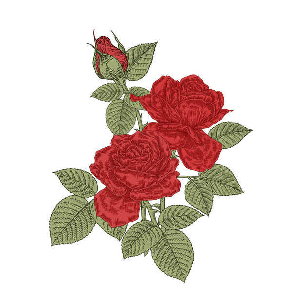 Červené růže květiny. Kytice tří růží izolovaných na bílém pozadí. Vektorová ilustrace vintage.  - Vektor, obrázek