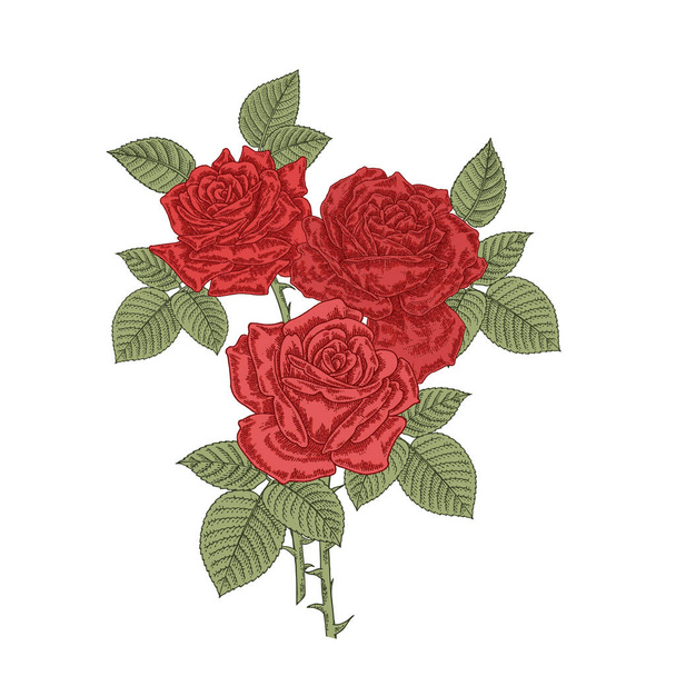 Fleurs de roses rouges. Bouquet de trois roses isolées sur fond blanc. Illustration vectorielle gravée.  - Vecteur, image