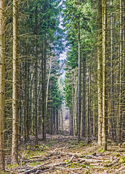 Fußweg durch einen Kiefernwald - Foto, Bild