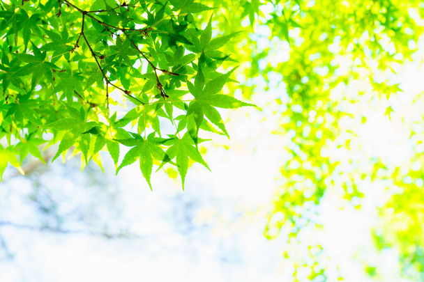 Fresh green leaves and background - Photo, Image