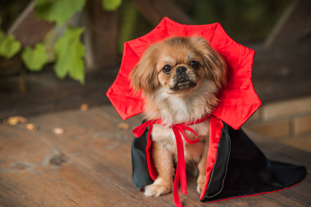 Lindo perrito disfrazado de vampiro de Halloween. Concepto de fiesta, ropa para mascotas - Foto, imagen