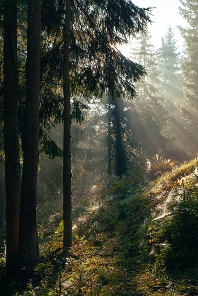 Mattina raggi di sole che passano attraverso il fod mattina nella foresta nelle montagne dei Carpazi, Ucraina - Foto, immagini