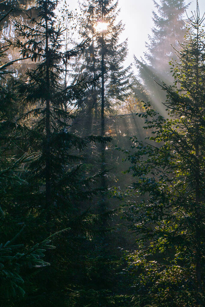 Ochtend zonnestralen die door de ochtend fod in het bos in de Karpaten bergen, Oekraïne - Foto, afbeelding