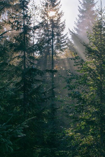 朝の日差しは,ウクライナのカルパティア山脈の森で朝の飼料を通過する - 写真・画像