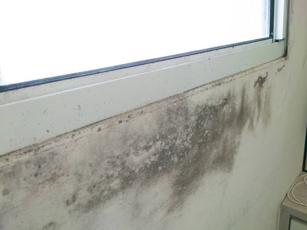 grzyb pleśni na białej ścianie okna. Problemy z wilgotnością - Zdjęcie, obraz