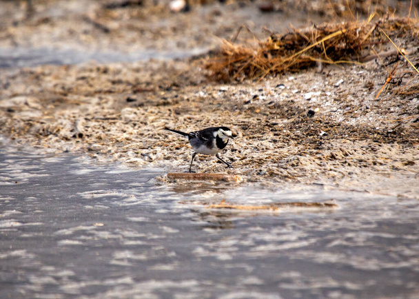The charming Pied Wagtail (Motacilla alba) is a European bird known for its distinctive black-and-white plumage and lively presence. - Photo, Image