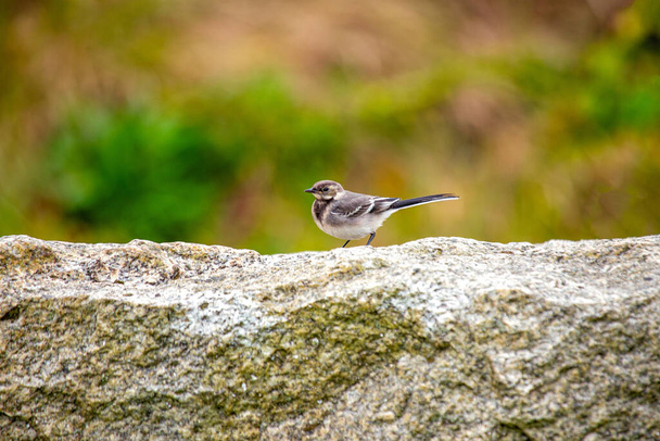 The charming Pied Wagtail (Motacilla alba) is a European bird known for its distinctive black-and-white plumage and lively presence. - Photo, Image
