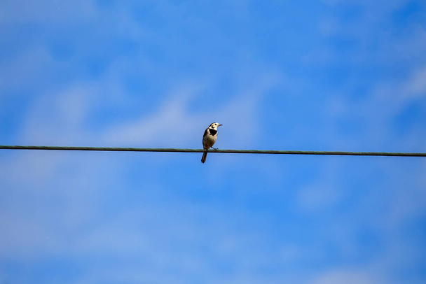 Uroczy Pied Wagtail (Motacilla alba) to europejski ptak znany z charakterystycznego czarno-białego upierzenia i żywej obecności. - Zdjęcie, obraz