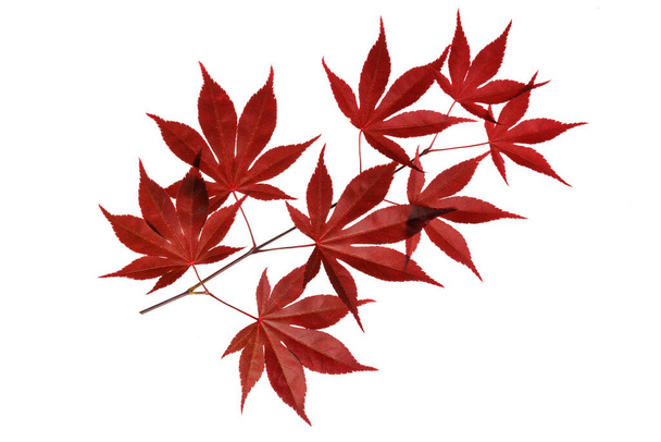 Un brin d'érable japonais rouge sur fond blanc - Photo, image
