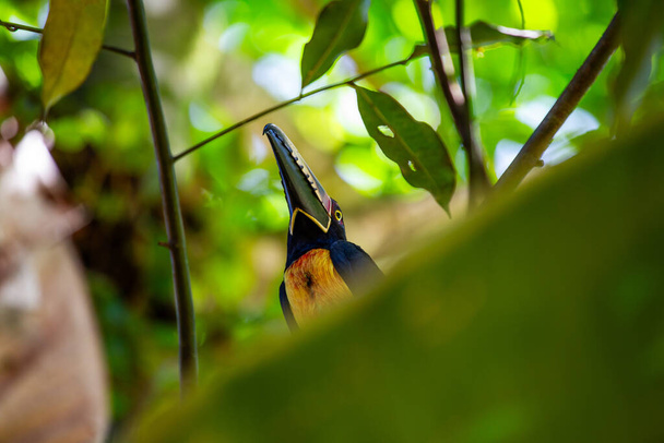 Collared Acari, znany naukowo jako Accipiter cirrocephalus, jest uderzającym ptakiem drapieżnym pochodzącym z lasów Nowej Gwinei. Jego charakterystyczne oznaczenia przypominające kołnierz sprawiają, że jest to obiekt przyciągający wzrok.. - Zdjęcie, obraz